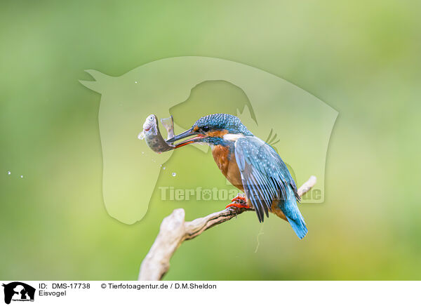 Eisvogel / kingfisher / DMS-17738