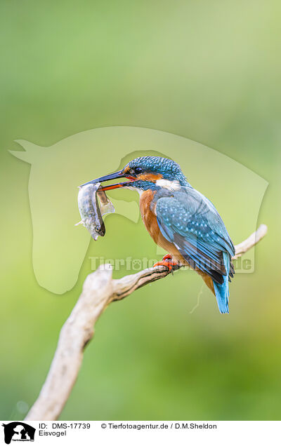 Eisvogel / kingfisher / DMS-17739