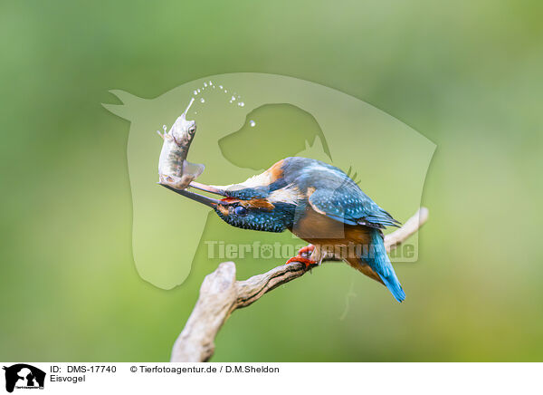 Eisvogel / kingfisher / DMS-17740