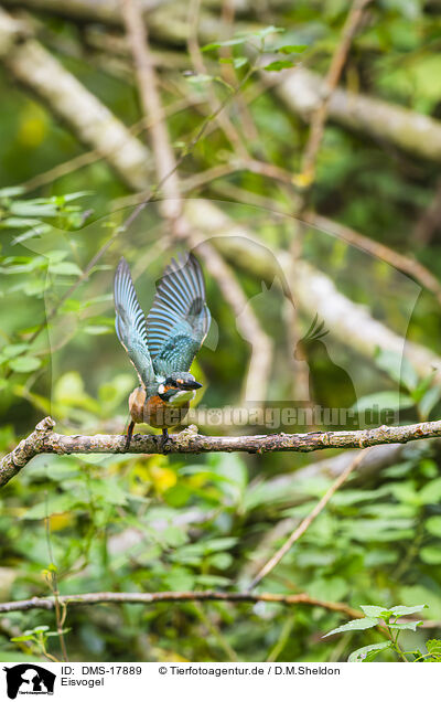 Eisvogel / kingfisher / DMS-17889