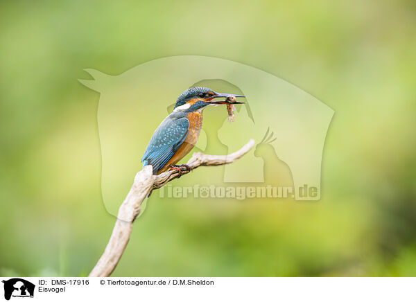 Eisvogel / kingfisher / DMS-17916