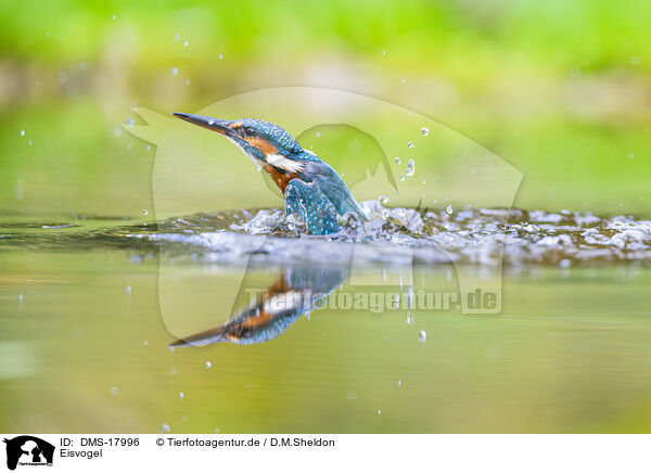 Eisvogel / kingfisher / DMS-17996