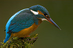 Eisvogel