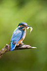 Eisvogel mit erbeutetem Fisch