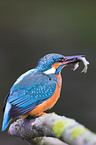 Eisvogel