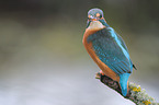 Eisvogel