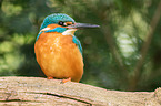 Eisvogel