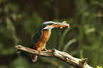 sitzender Eisvogel