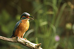 sitzender Eisvogel