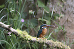 sitzender Eisvogel