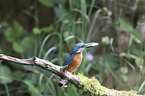 sitzender Eisvogel