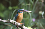 sitzender Eisvogel