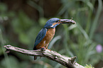 sitzender Eisvogel