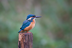 Eisvogel sitzt auf Pfahl