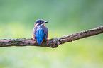 Eisvogel sitzt auf Ast