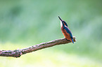 Eisvogel sitzt auf Ast