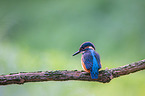 Eisvogel sitzt auf Ast