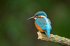 Eisvogel sitzt auf Ast