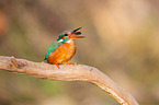 Eisvogel sitzt auf Ast