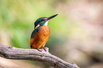 Eisvogel sitzt auf Ast