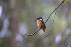 Eisvogel sitzt auf Zweig