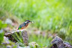 Eisvogel sitzt auf Stein