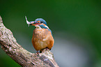 Eisvogel sitzt auf Ast