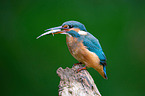 Eisvogel sitzt auf Ast