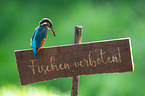 Eisvogel sitzt auf Warnschild