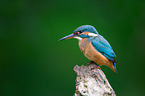 Eisvogel sitzt auf Ast