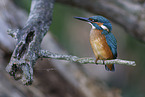 Eisvogel