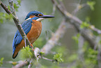 Eisvogel