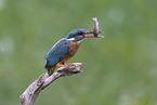 Eisvogel
