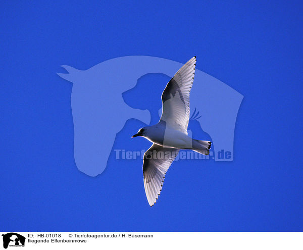 fliegende Elfenbeinmwe / flying Ivory Gull / HB-01018
