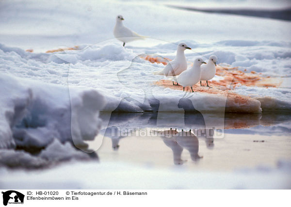 Elfenbeinmwen im Eis / Ivory Gulls / HB-01020