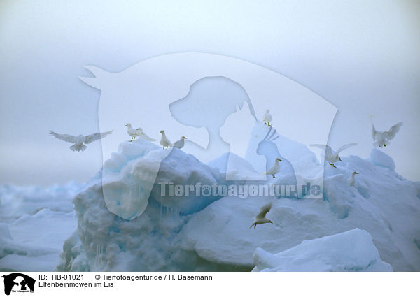 Elfenbeinmwen im Eis / Ivory Gulls / HB-01021