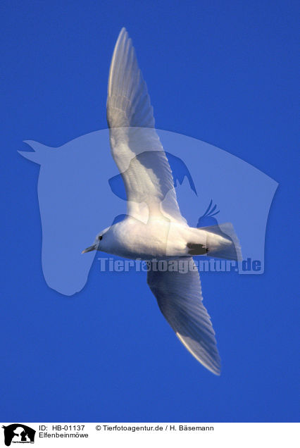 Elfenbeinmwe / ivory gull / HB-01137