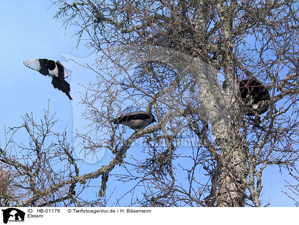Elstern / magpies / HB-01176