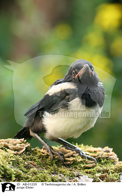 junge Elster / young madge / AB-01235