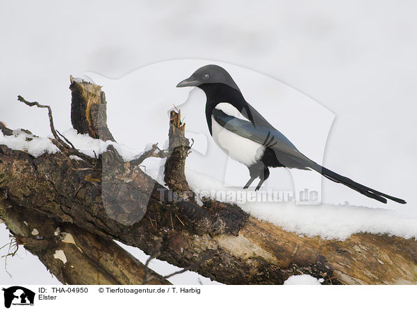 Elster / Eurasian black-billed magpie / THA-04950