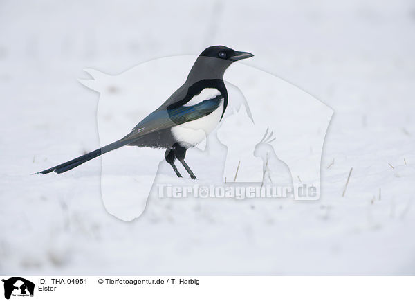 Elster / Eurasian black-billed magpie / THA-04951