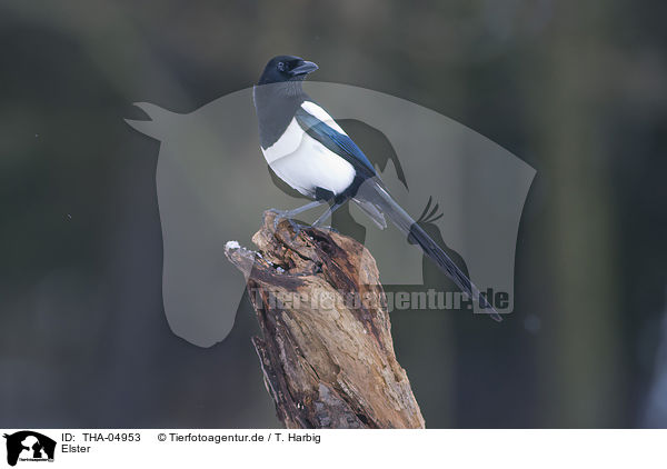 Elster / Eurasian black-billed magpie / THA-04953