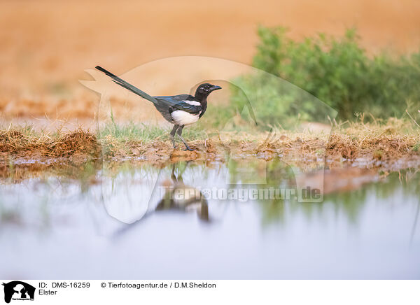 Elster / black-billed magpie / DMS-16259