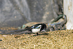 Elster