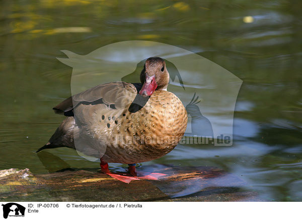 Ente / duck / IP-00706