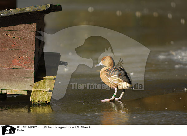 Ente / duck / SST-03215