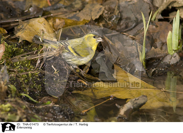 Erlenzeisig / Eurasian siskin / THA-01473