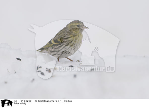 Erlenzeisig / Eurasian siskin / THA-03290