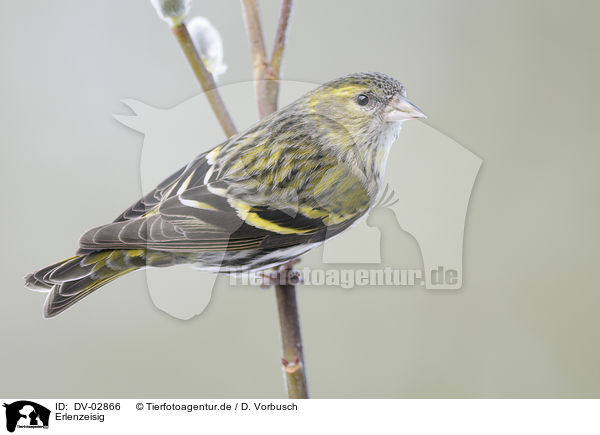 Erlenzeisig / Eurasian siskin / DV-02866