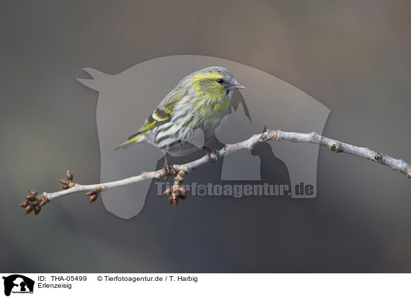 Erlenzeisig / Eurasian siskin / THA-05499